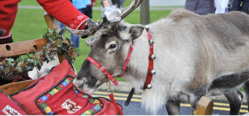 Reindeer Christmas Activation